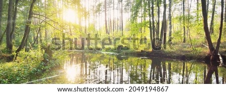River with a beaver dam in a green deciduous forest at sunset, trees close-up, warm sunlight. Symmetry reflections on the water, natural mirror. Tranquil landscape. Environmental conservation theme