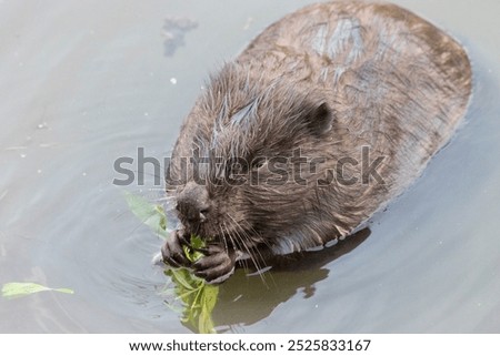 River beaver eating grass close-up