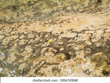 River Bed Silt In Pattern Forms And Shapes Created By Moving Water As Seen Through Transparent Water In Stream