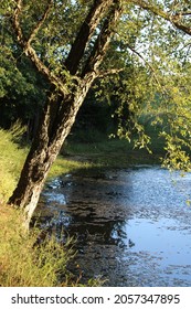 A River Birch Tree Along The Edge Of The River