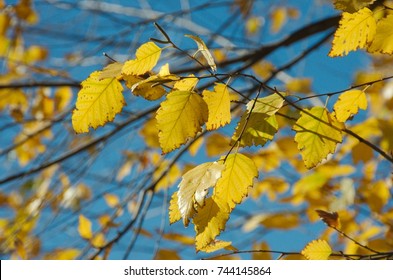 River Birch Tree Fall Leaves