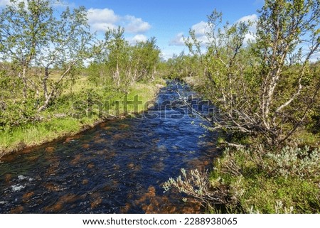 River in a birch tree forest