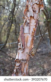 River Birch Tree Peeling Bark