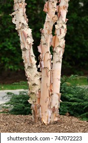 River Birch, Tree Trunk And Bark Detail