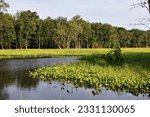 River bottom wetlands and hardwood forests of the Richland Creek Wildlife Mgt. Area in Texas