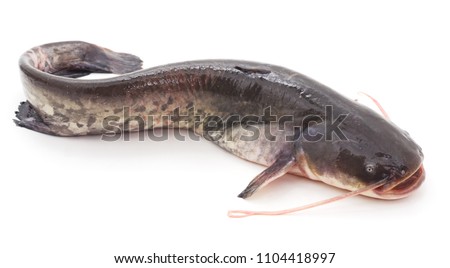 The river catfish isolated on a white background.