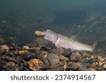 River chub holding rock and building mound 