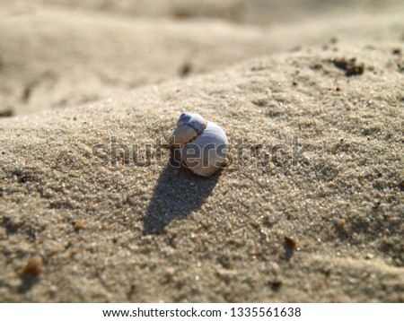 River clam shell on the river sand background. The landscape of riverbank and beach under the hot sun with shell close-up