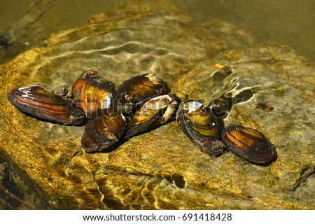 River clams on the rock in a clean river. Anodonta anatina