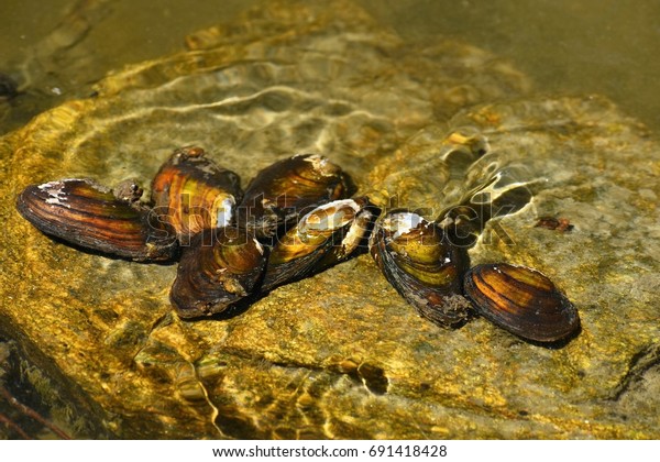 River clams on the rock in a clean river.\
Anodonta anatina