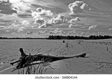 River clouds coast trees tree trunk black and white image