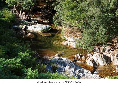 River In Corsica  Chestnut Forest            