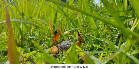 A River Crab Is In The Grass