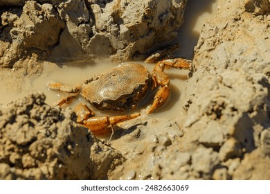 River crab (Zilchiopsis collastinensis) on the muddy shore of the Parana River in Santa Fe, Argentina. - Powered by Shutterstock