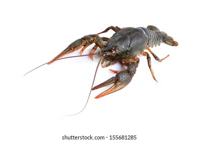 	River Crayfish Isolated On White