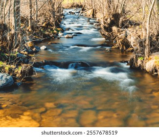 river, creek, forest, moss, autumn, fall, trees, sunset, landscape, nature, wallpaper