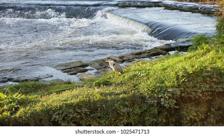 River Dee Weir Chester