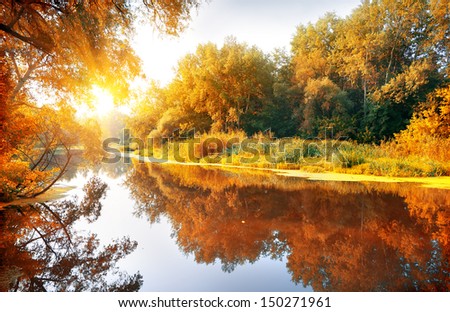 River in a delightful autumn forest at sunny day