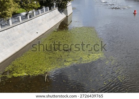 River with dense algae bloom near stone embankment, fountains in background, urban waterway