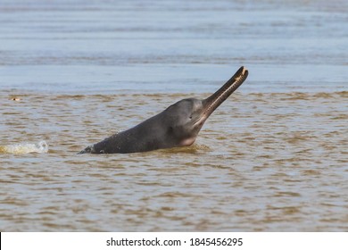 river dolphin with a catch - Shutterstock ID 1845456295