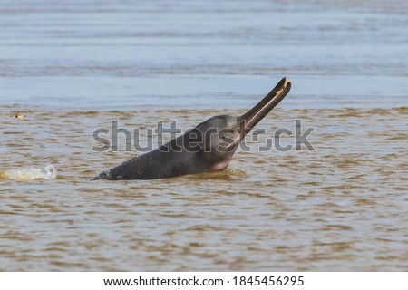 river dolphin with a catch