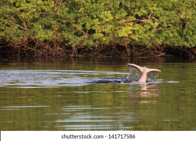 River Dolphins In Bolivia