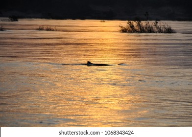 River Dolphins On The Mekong River Cambodia