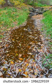 River Dyje In Autumn, Czech Republic