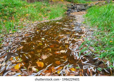 River Dyje In Autumn, Czech Republic