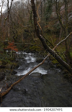 the river Einion rushing down the valley leading to the Dyfi estuary. surrounded by the welsh forests