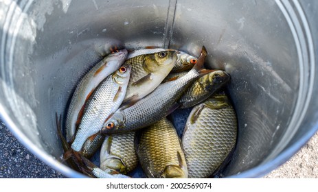 River fish - crucian carp and roach in a metal bucket close-up, top view - Powered by Shutterstock