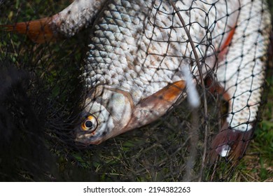 River Fish In A Net Lies On The Grass. Black Fishing Net. Fishing, Recreation On The River Bank, Sport Fishing. Fisherman's Day. Carp, Fish Dishes, Cooking. River, Pond, Fish Breeding, Fishing.