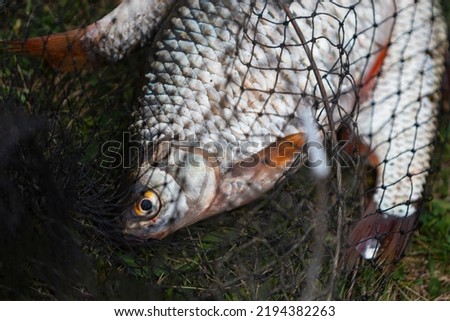 River fish in a net lies on the grass. Black fishing net. Fishing, recreation on the river bank, sport fishing. Fisherman's Day. Carp, fish dishes, cooking. River, pond, fish breeding, fishing.
