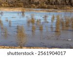 River floodplain covered with water during spring flood