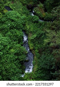 river flow in the middle of a dense forest