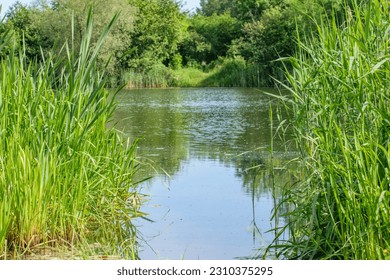 A river flowing behind a thicket of grass, rushes - Shutterstock ID 2310375295