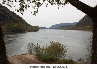 river flowing by trees