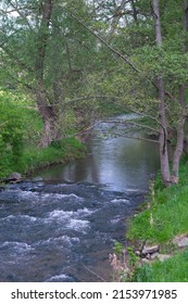 river flowing in the forest