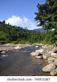 River flowing in forest