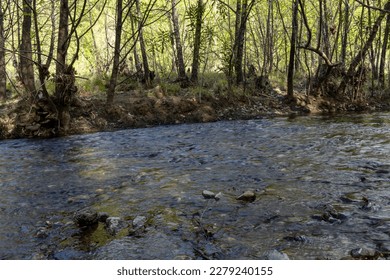 river flowing in forest, river flowing between trees in forest, green tree branches and flowing river in forest
