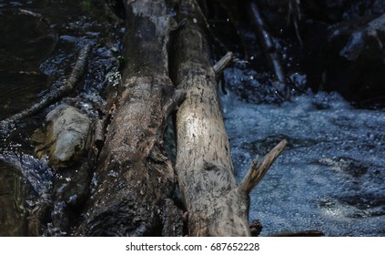river flowing through fallen tree logs in forest during the summer