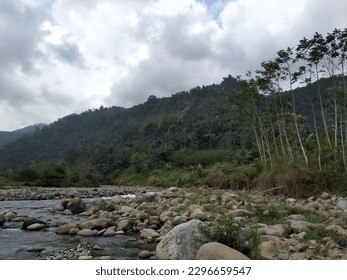 river flowing through the forest
