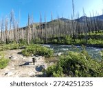 river flowing through a post-wildfire landscape with standing dead trees, green vegetation regrowth, sandy riverbank, and a black dog standing on the beach under a blue sky