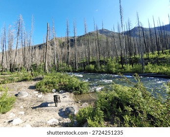 river flowing through a post-wildfire landscape with standing dead trees, green vegetation regrowth, sandy riverbank, and a black dog standing on the beach under a blue sky