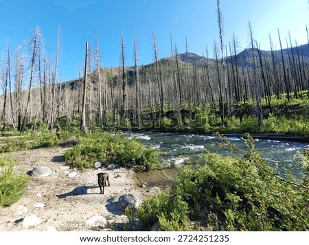 river flowing through a post-wildfire landscape with standing dead trees, green vegetation regrowth, sandy riverbank, and a black dog standing on the beach under a blue sky
