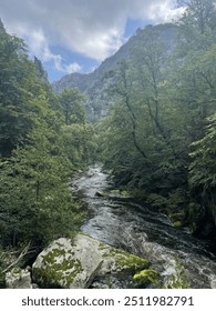 River flowing through a tree covered mountain valley