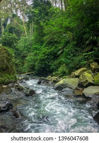 River Flows in the Forest