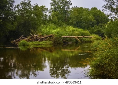 River flows in the forest at sunset.