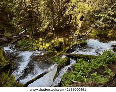 A river flows over mossy rocks and tree trunks along the Columbia River in a Washington State forest near Panther Creek Falls.