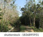 The river flows in the teak forest